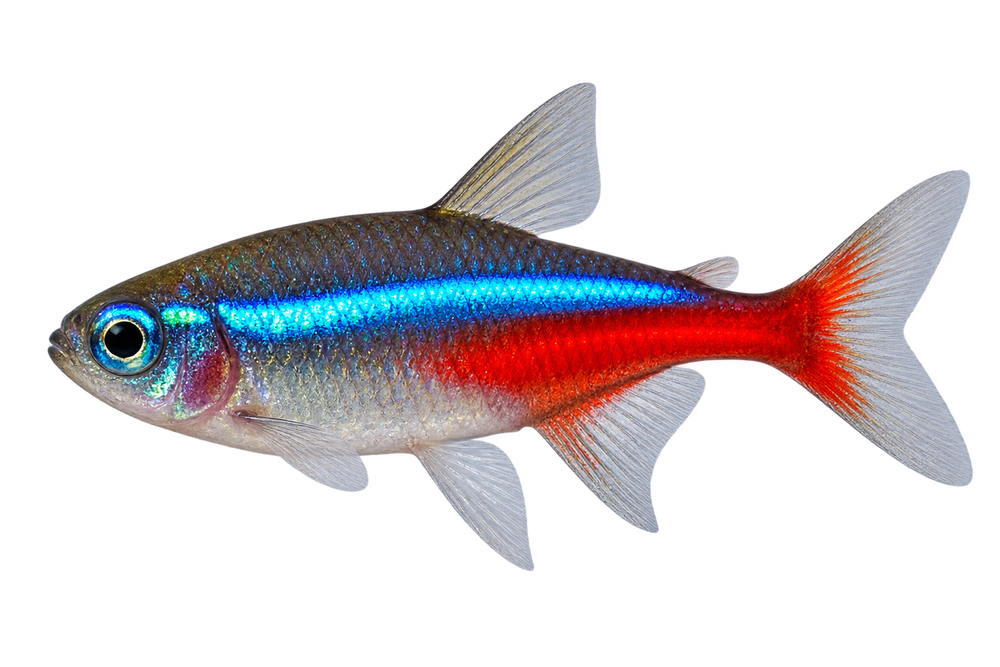 Nano Fish