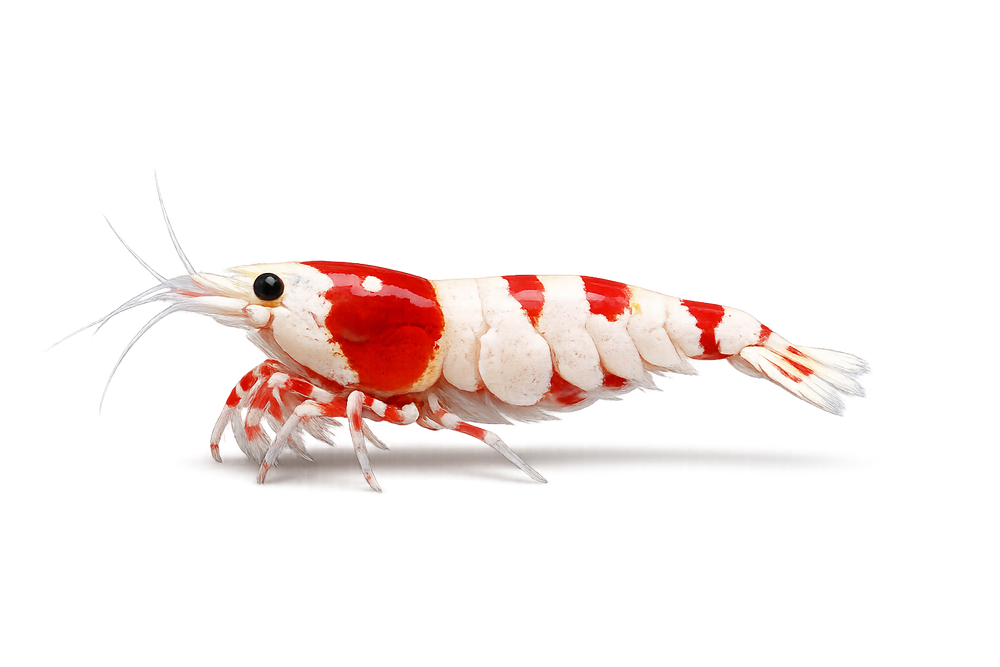 Shrimp Collection