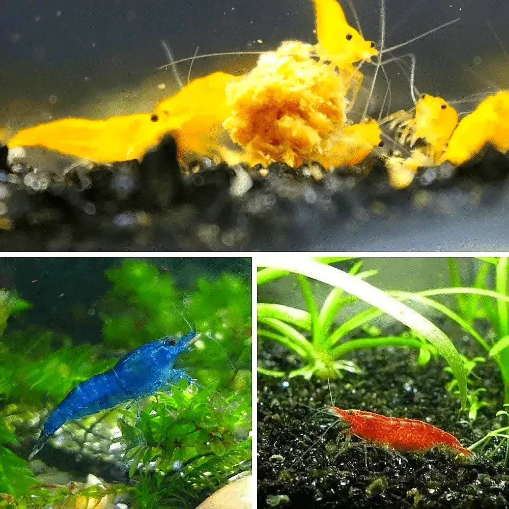 4 Yellow + 4 Red + 4 Blue Cherry Shrimps for sale - Pack of 12 Shrimps