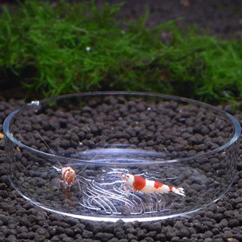 Clear Glass Shrimp Food Round Dishes