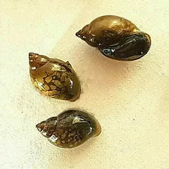 🔥HOT DEAL🔥 - Bladder Snails (Buy 10 Get 4 Free)