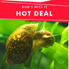 🔥HOT DEAL🔥 - Bladder Snails (Buy 10 Get 4 Free)