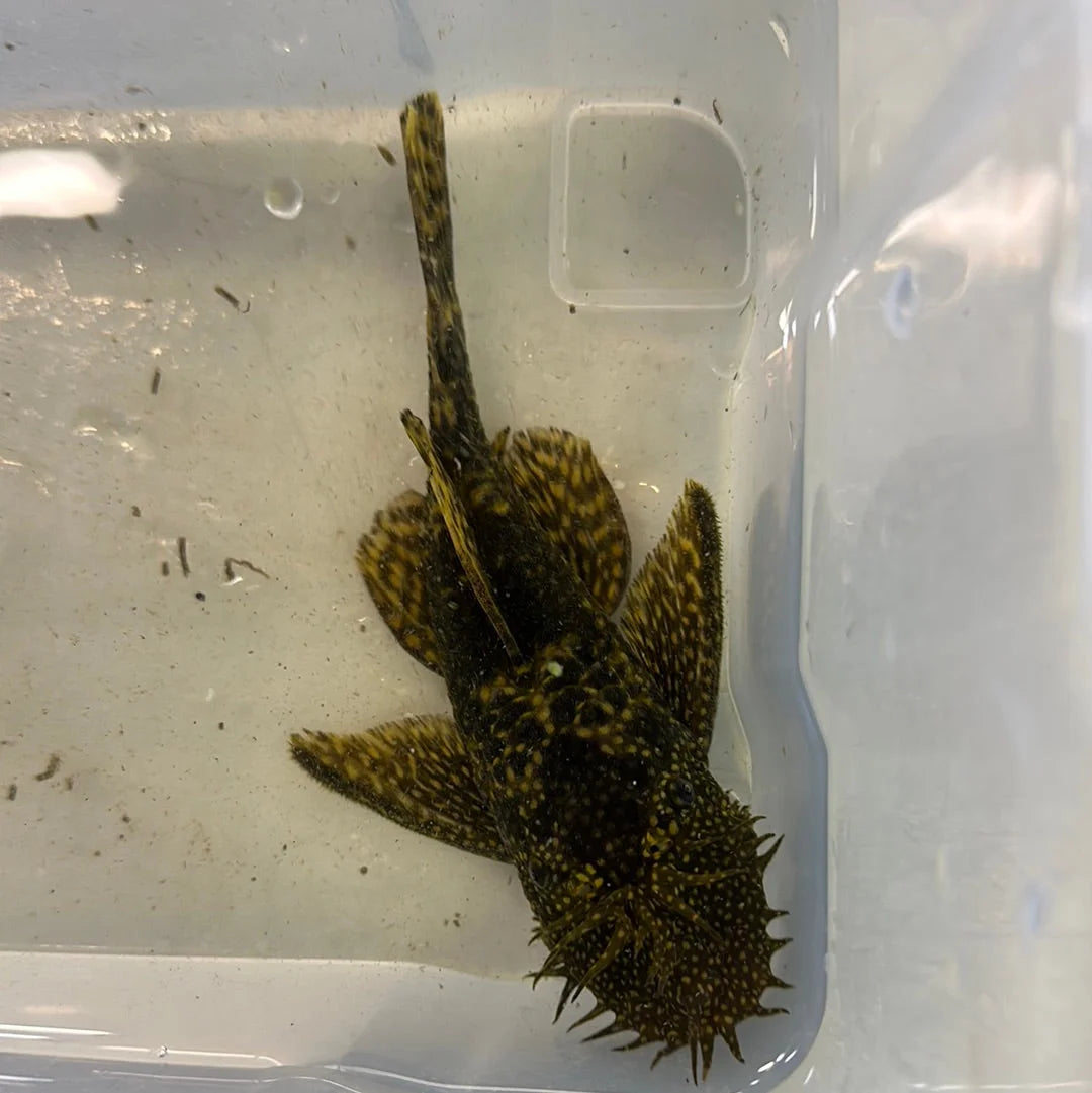 Common Bristlenose Male 14cm Show