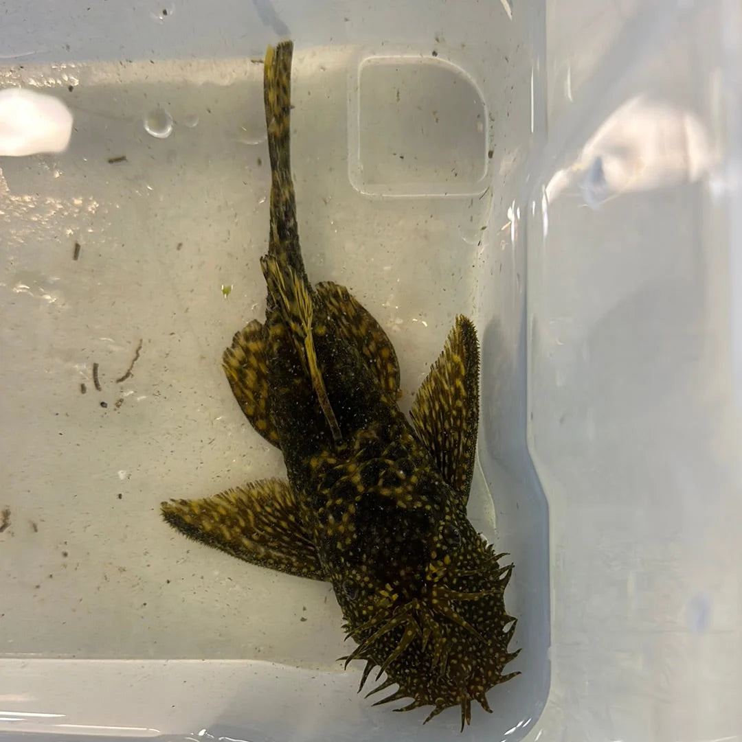 Common Bristlenose Male 14cm Show
