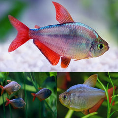 Columbian Tetra