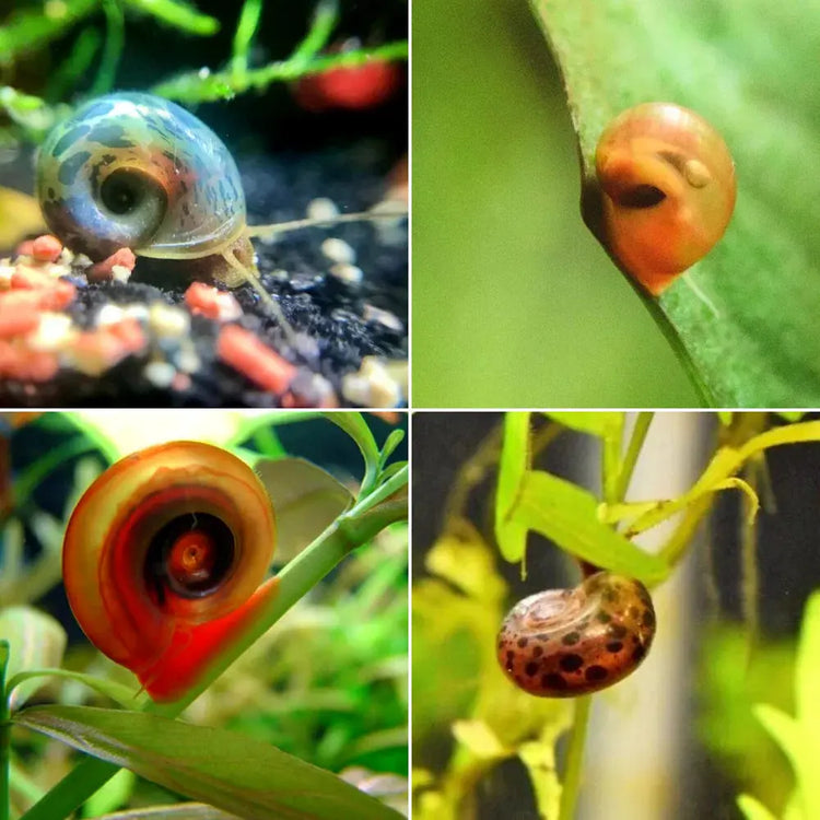 Ramshorn Snail Package 3 (1 Red, 1 Cherry Red, 1 Leopard, 1 Blue )