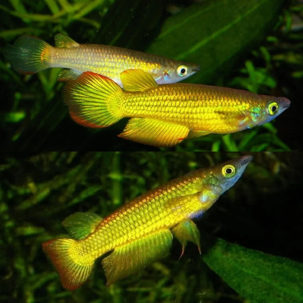 Panchax Gold - 5 cm