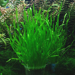 Crockscrew Vallisneria