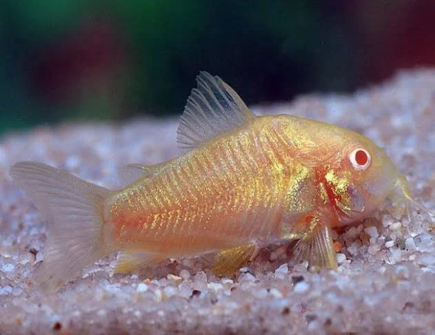 Corydora Albino Catfish