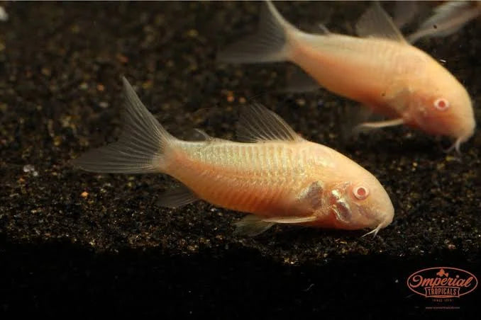 Corydora Albino Catfish