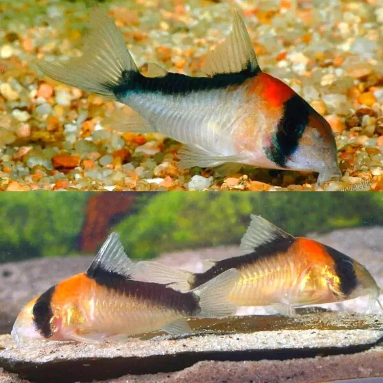 Corydoras Adolfoi