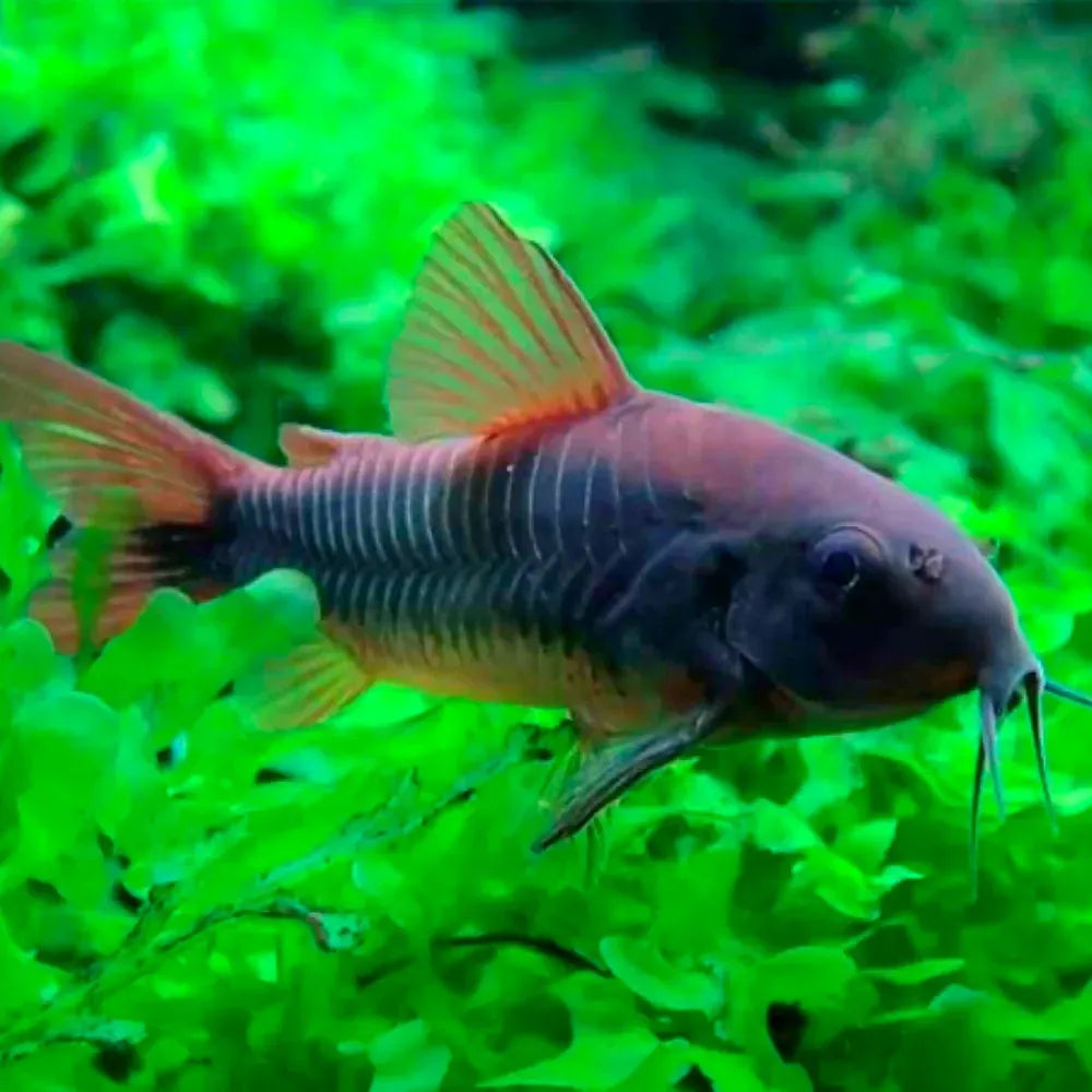 Corydoras Black Venezuelan Catfish