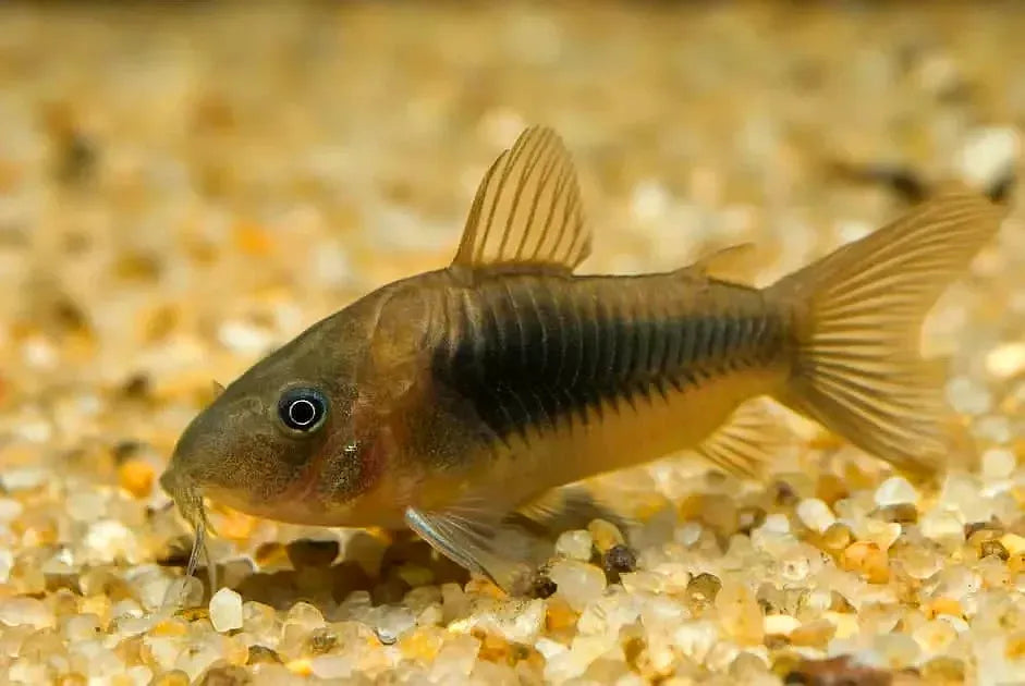 Corydora Bronze Catfish - Corydoras Aeneus