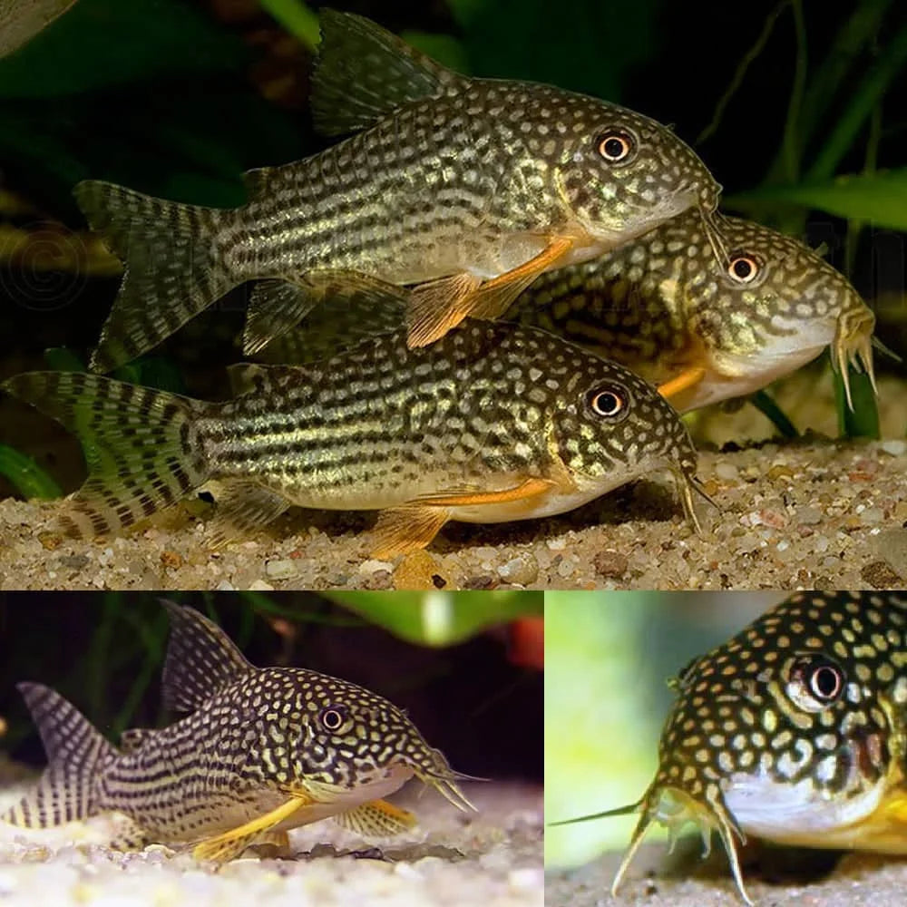 Corydoras Sterbai (Sterba's Cory)