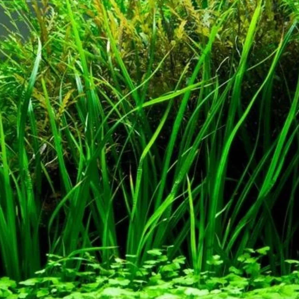 TISSUE CULTURE - CYPERUS HELFERI