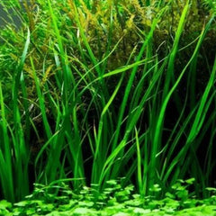 TISSUE CULTURE - CYPERUS HELFERI
