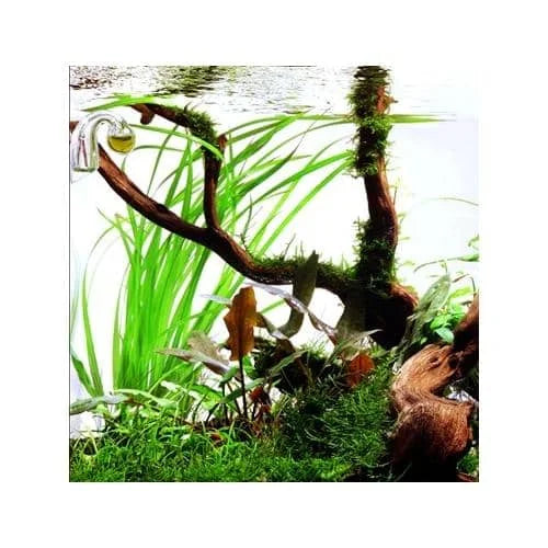 TISSUE CULTURE - CYPERUS HELFERI