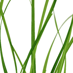 TISSUE CULTURE - CYPERUS HELFERI