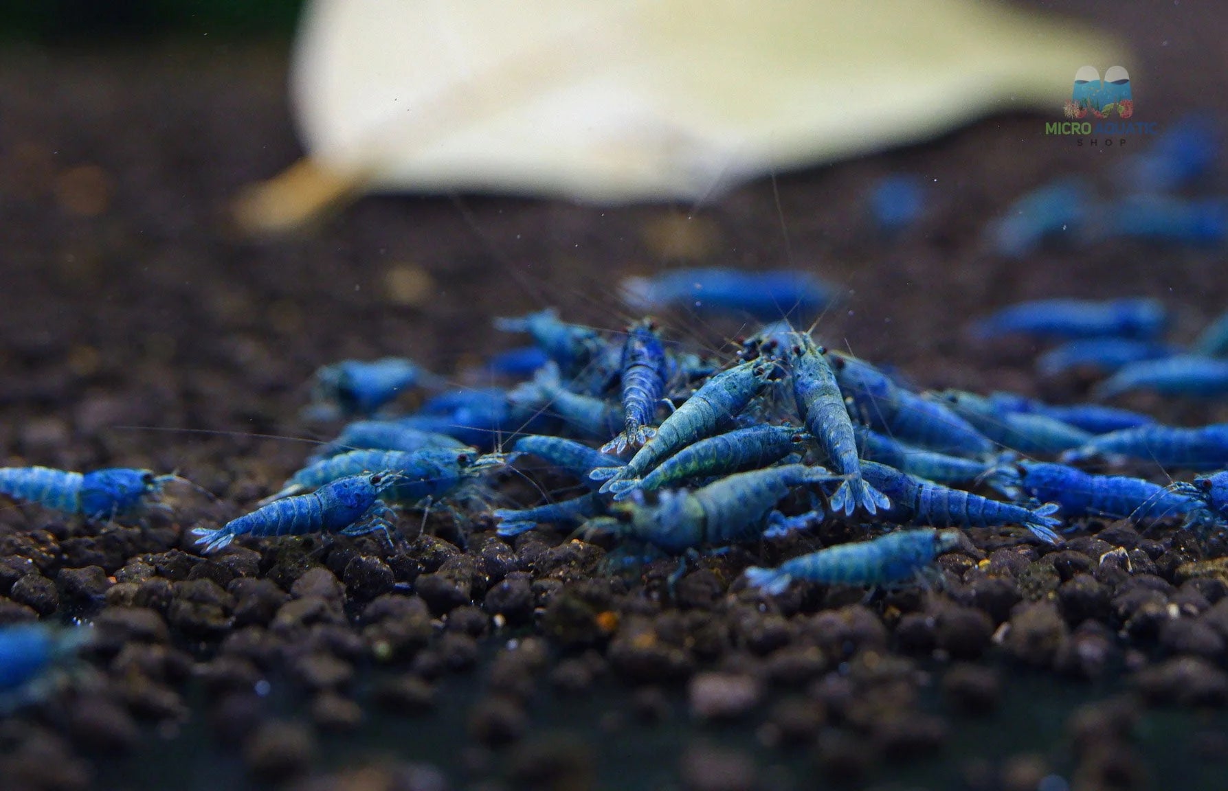Deep Blue, Blue Bolts Shrimps