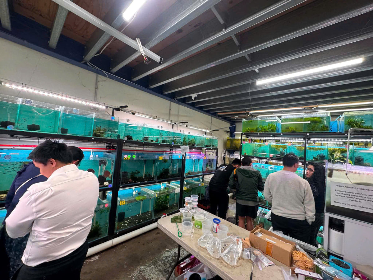 Customers exploring the aquariums at Micro Aquatic Shop