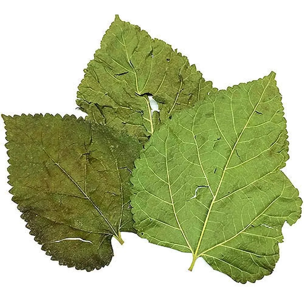 Dried Mulberry Leaves - 10g