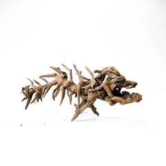 Driftwood Arts - Prehistoric Fish