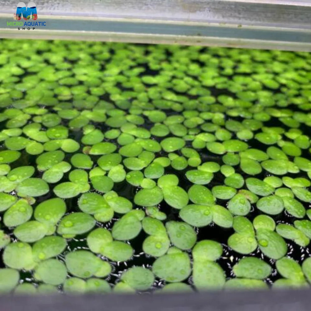 Giant Duckweed - Spirodela Polyrhiza