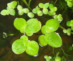 Giant Duckweed - Spirodela Polyrhiza