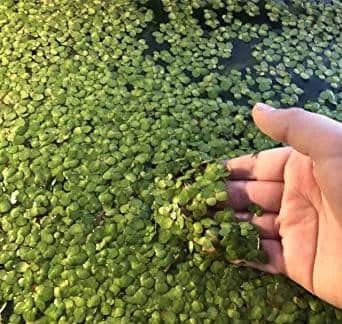 Giant Duckweed - Spirodela Polyrhiza