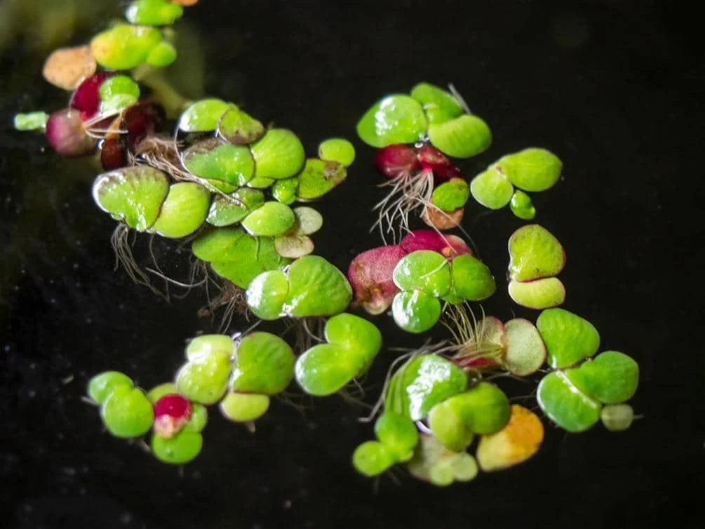 Giant Duckweed - Spirodela Polyrhiza