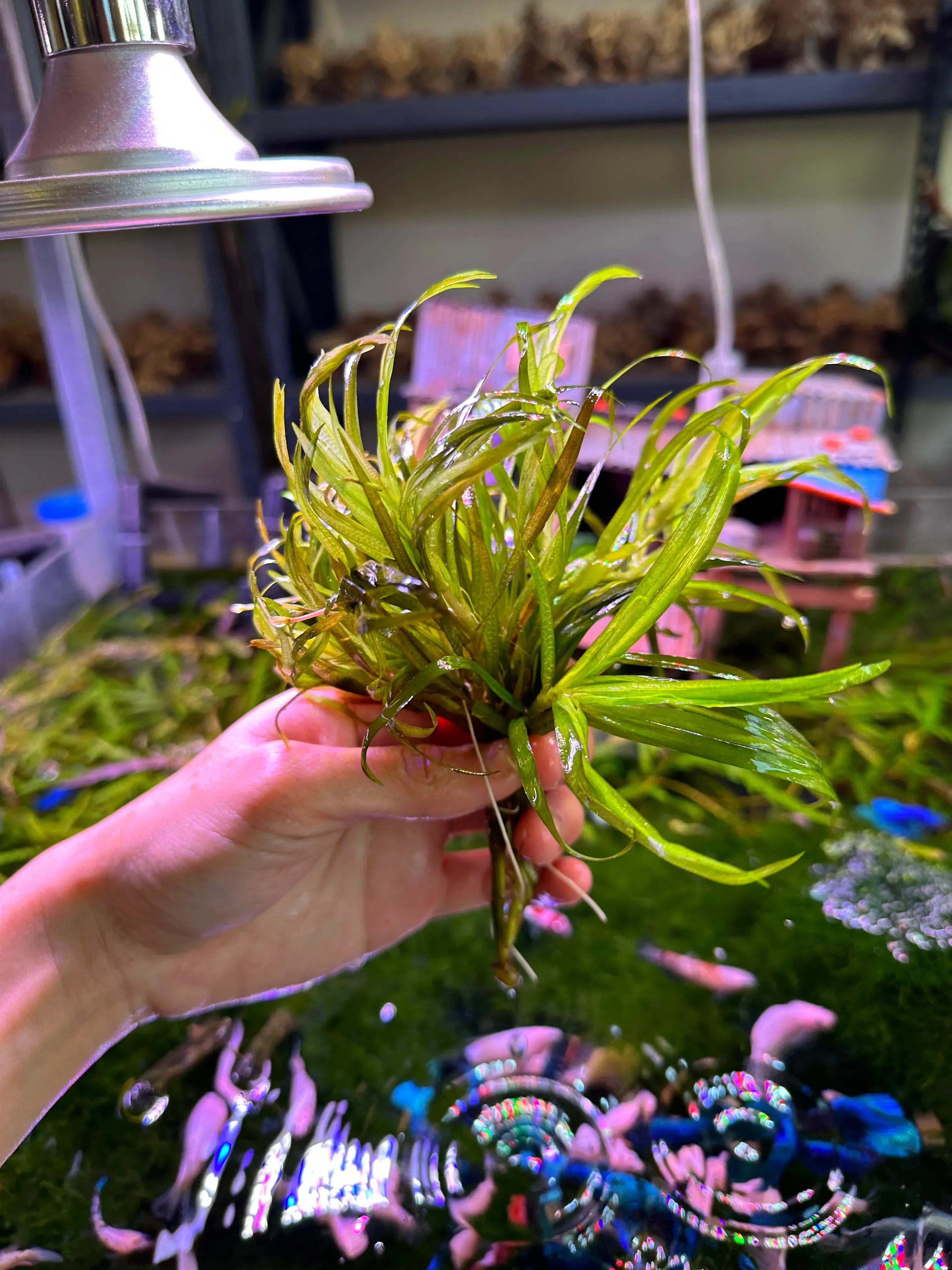 Dwаrf Blyxa - Blyxa Japonica