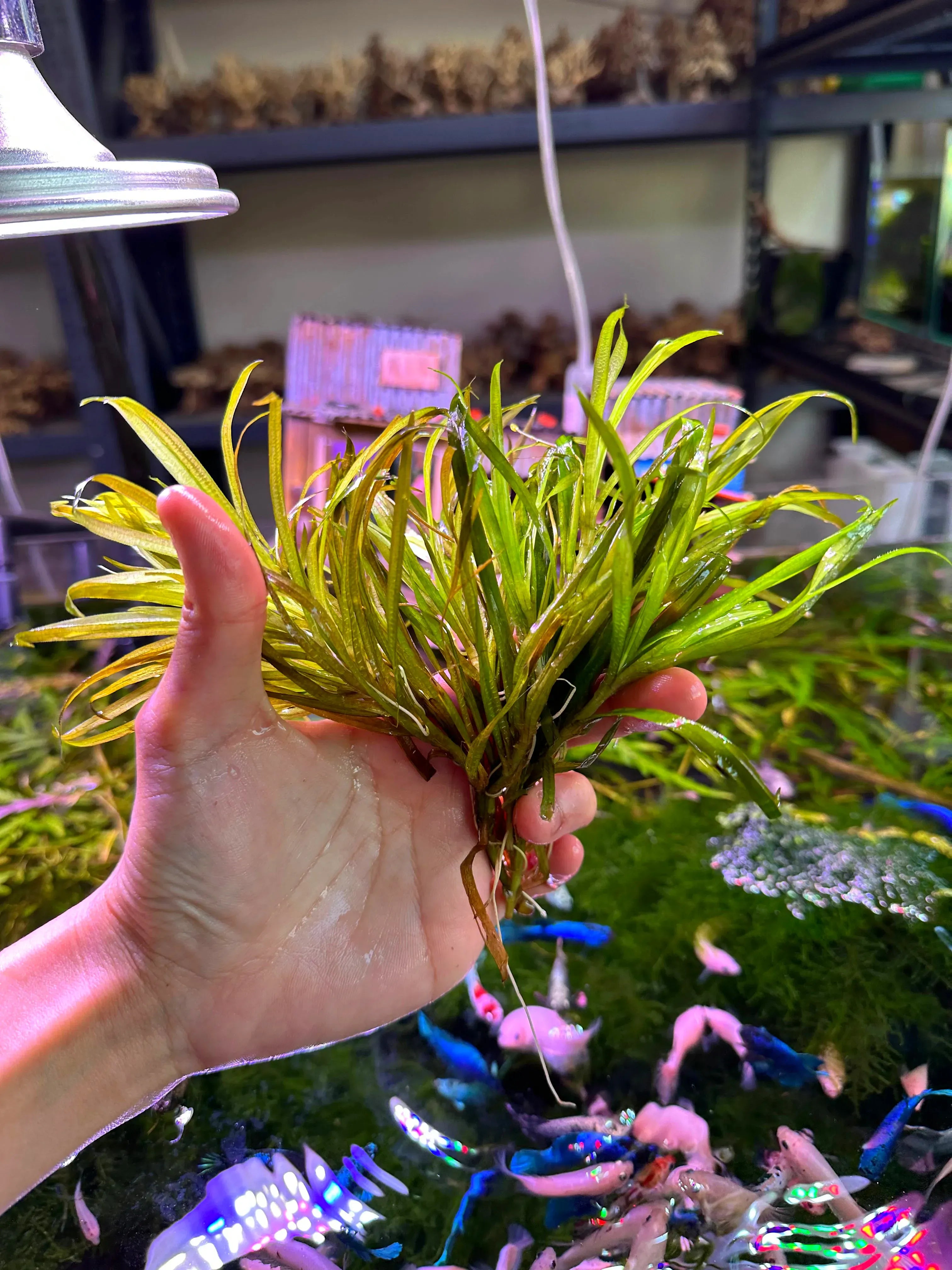 Dwаrf Blyxa - Blyxa Japonica