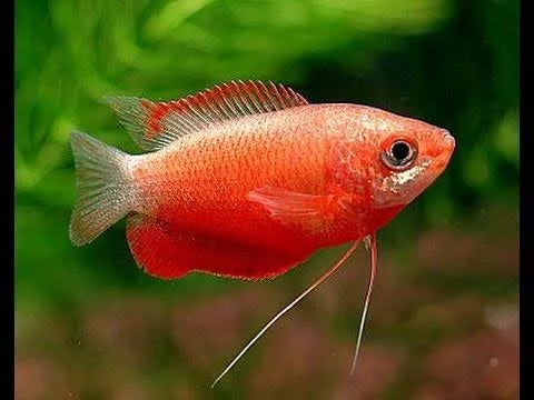 Dwarf Honey Gourami 2cm Red