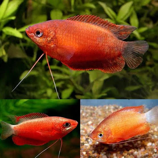 Dwarf Honey Gourami 2cm Red