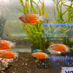 Dwarf Honey Gourami 2cm Red