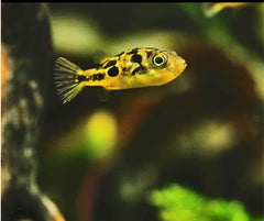 Dwarf Mini Puffer Fish - Pea Puffer