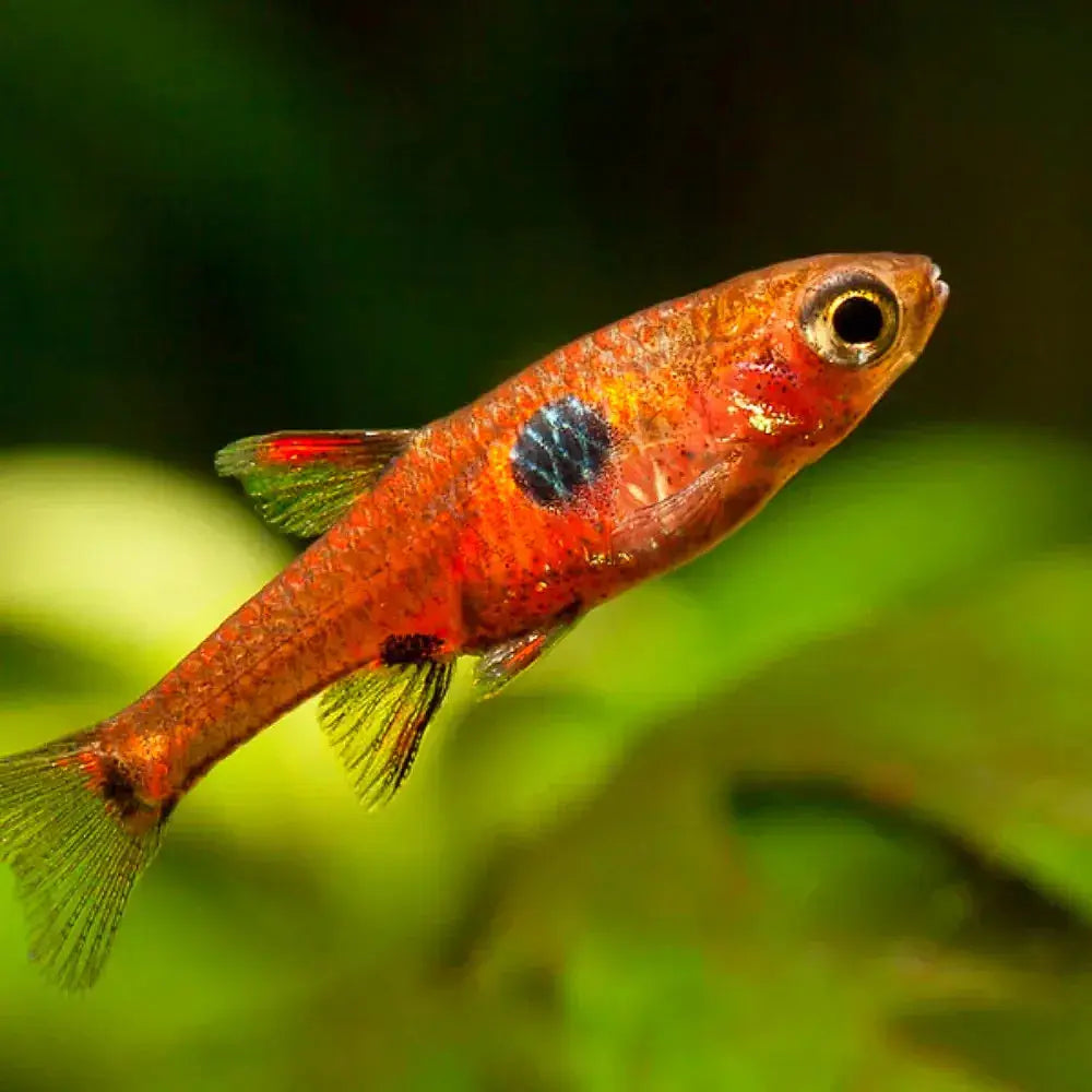 Dwarf Rasboa Dwarf Rasbora for Sale Australia | Boraras Maculatus – Micro Aquatic Shop