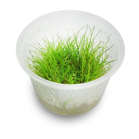 Tissue Culture - Eleocharis Acicularis mini - HG Micro Aquatic Shop