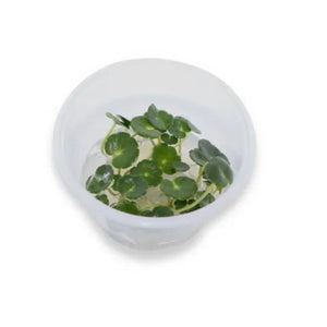 Tissue Culture - Hydrocotyle Verticillata Micro Aquatic Shop
