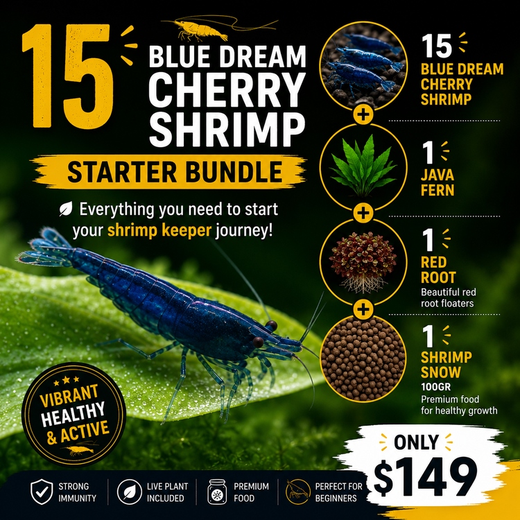 Blue Dream Cherry Shrimp Starter Bundle Micro Aquatic Shop