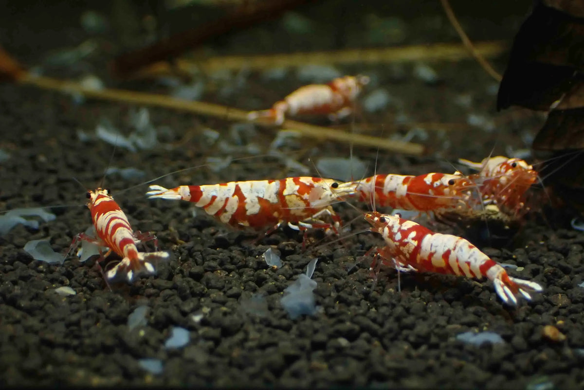 Red Fancy Tiger Caridina Shrimp - Low Grade