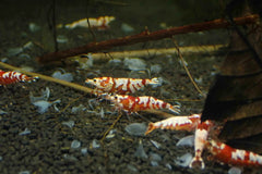 Red Fancy Tiger Caridina Shrimp - Low Grade