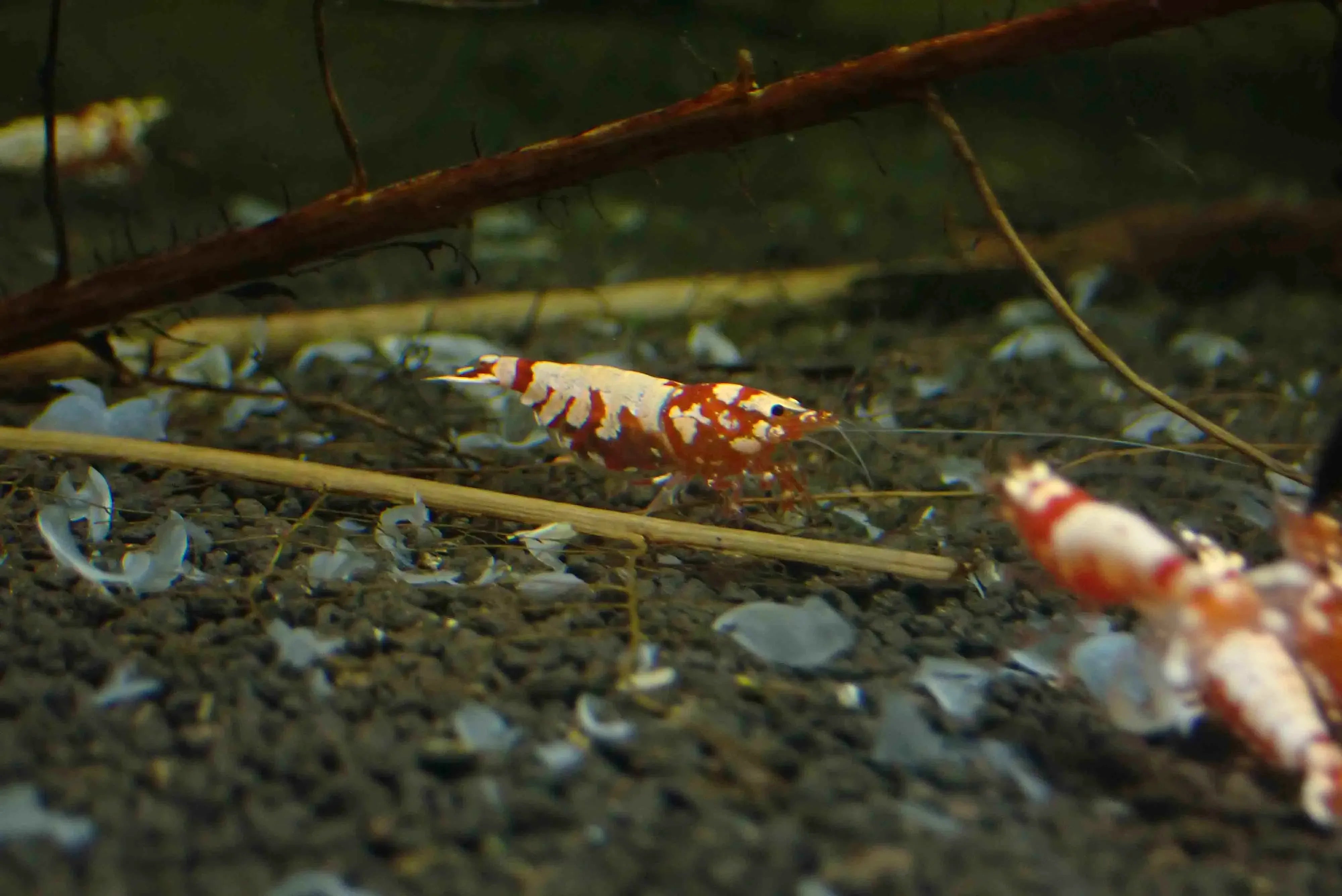 Red Fancy Tiger Caridina Shrimp - Low Grade