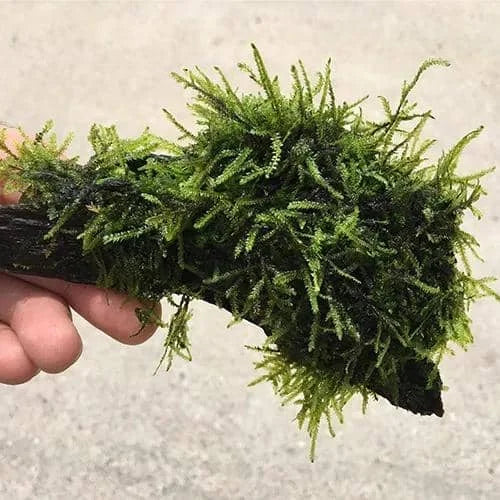 Fountain Moss On Extra Small Driftwood