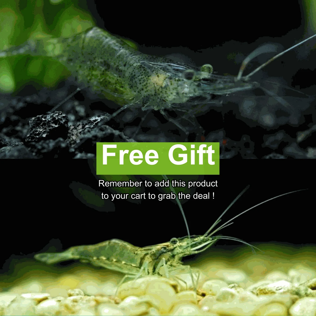 Free Gift For Order From 20 - Ghost Shrimp - Use code: GIFT120 (20 code available only)