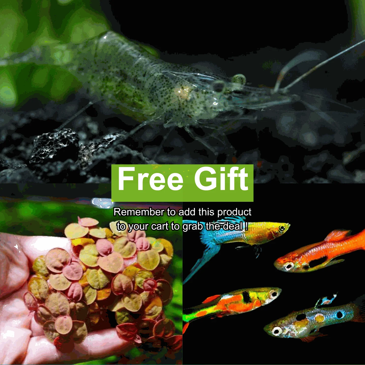 Free Gift For Order From 80 - 2x Assorted guppy male + 10x Ghost Shrimp + 1 Red root floater portion - Use code: GIFT180 (20 code available only)