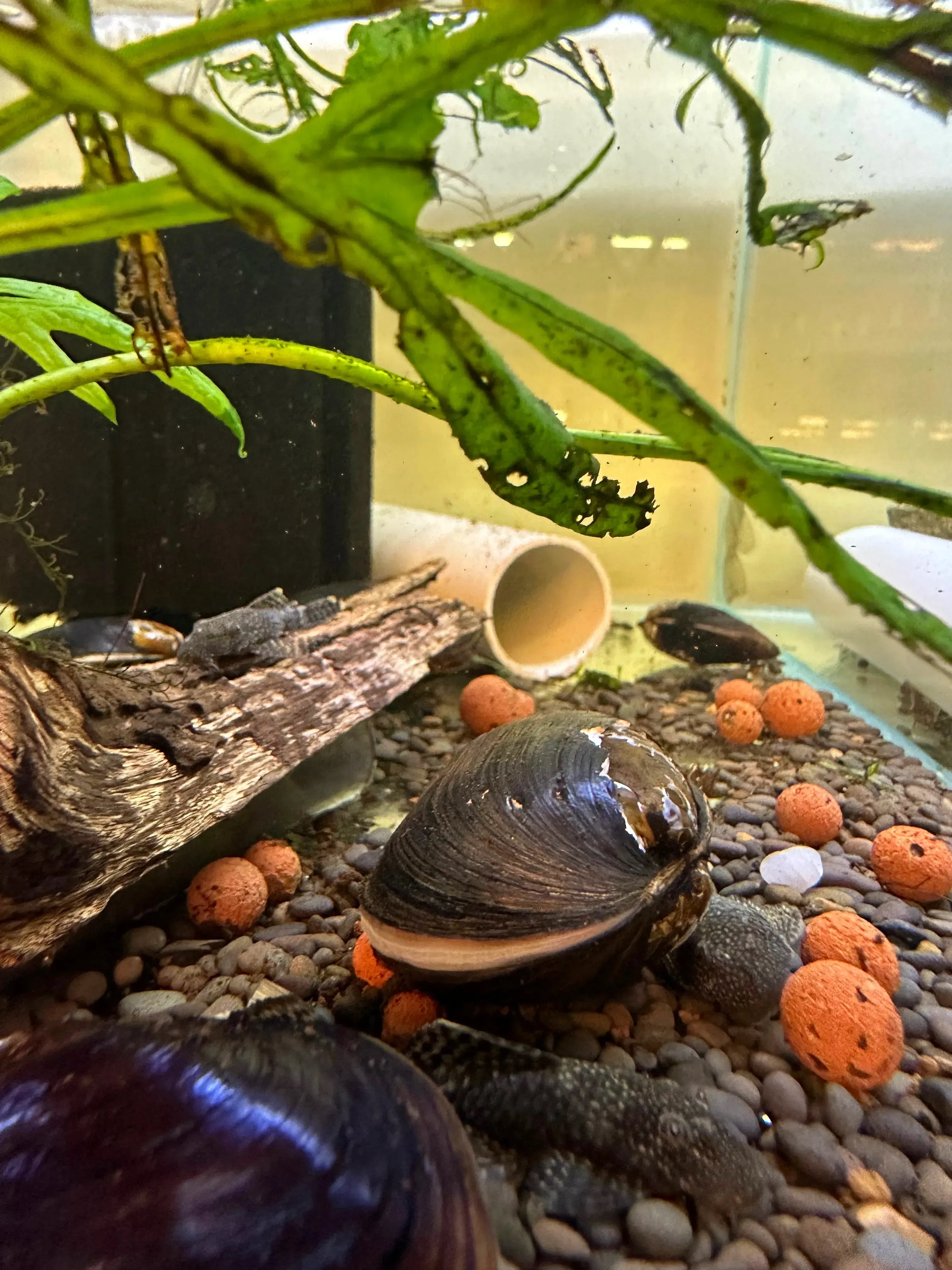 Flash Sale Fresh water Mussel Live Filteration Micro Aquatic Shop