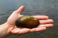 Fresh water Mussel 5-10 cm
