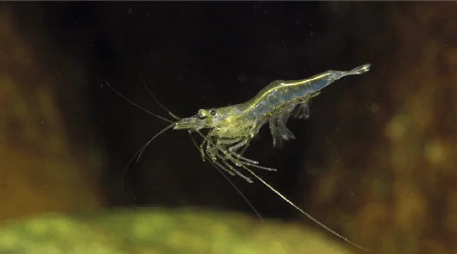 Ghost Shrimp  Glass Shrimp – Micro Aquatic Shop