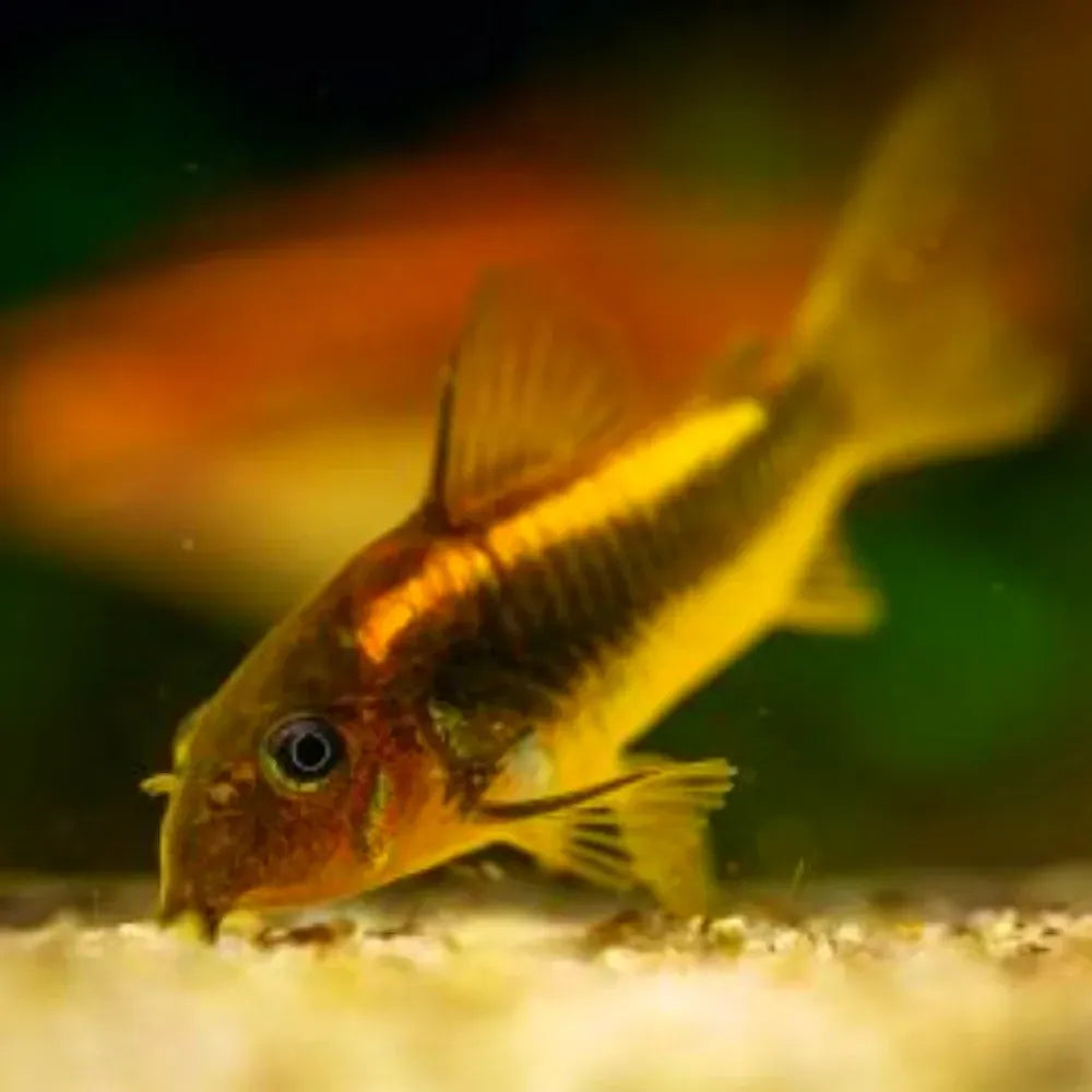 Gold Laser Cory Catfish